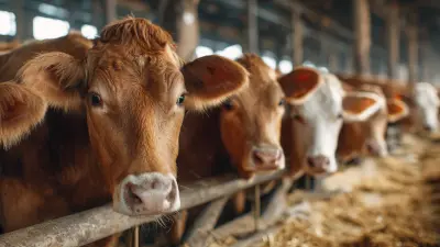How to Enhance Livestock Nutrition with Agromilena Feed Additives